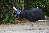 Southern Cassowary